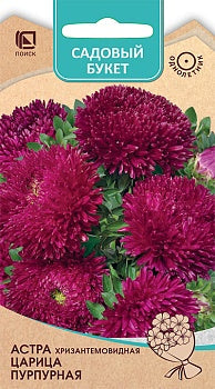 Астра хризантемовидная Царица Пурпурная