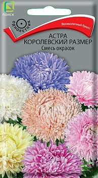 Астра Королевский размер Смесь окрасок