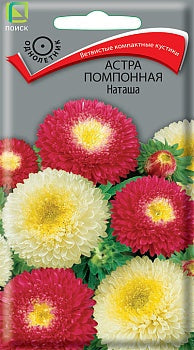 Астра помпонная Наташа