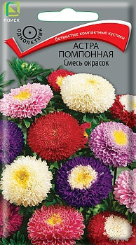 Астра помпонная смесь окрасок