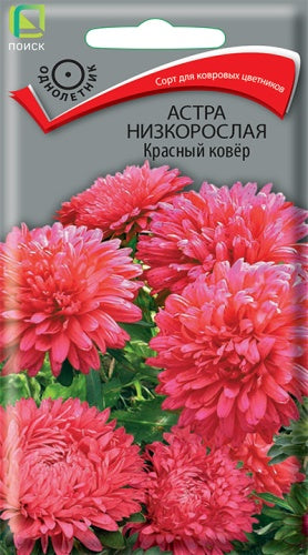 Астра низкорослая Красный ковер