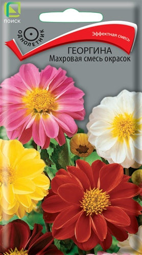 Георгина Махровая смесь окрасок