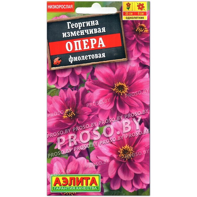 Георгина Опера фиолетовая