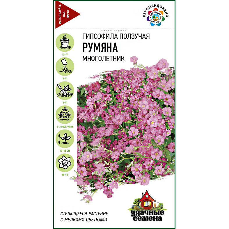 Гипсофила ползучая Румяна