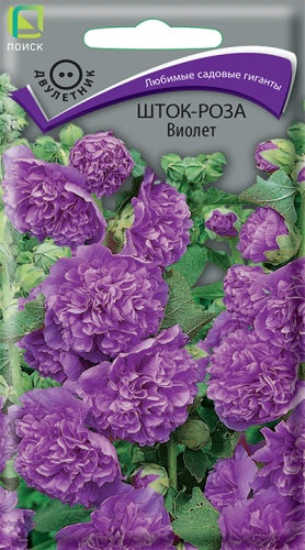Шток-роза Виолет