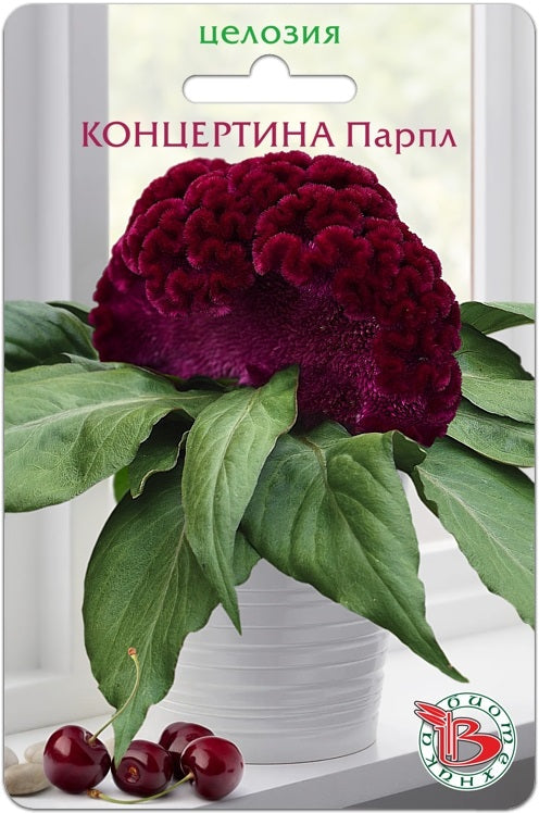 Целозия Концертина Парпл