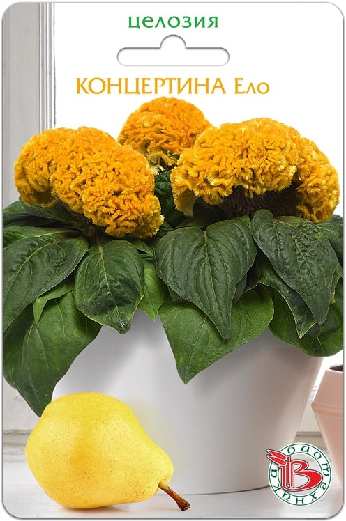 Целозия Концертина Ело