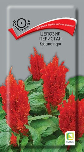 Целозия перистая Красное перо