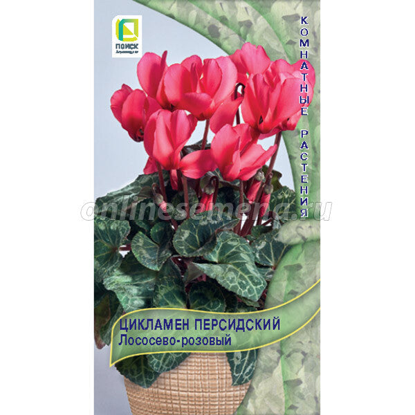 Цикламен персидский Лососево-розовый