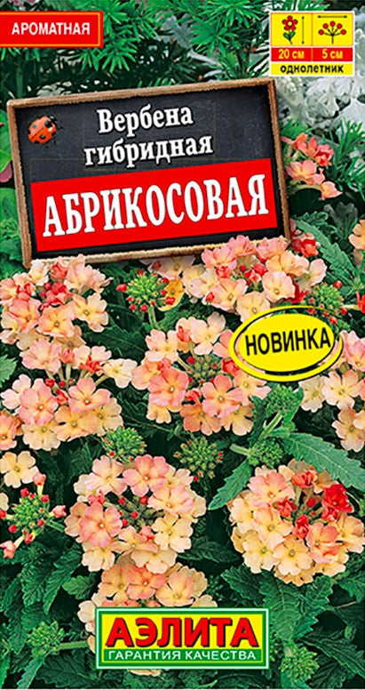 Вербена Абрикосовая