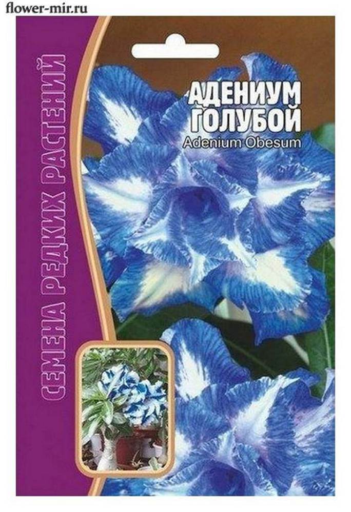 Адениум голубой adenium obesum