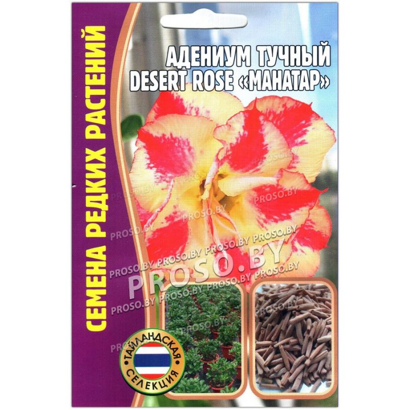 Адениум тучный desert rose манатар