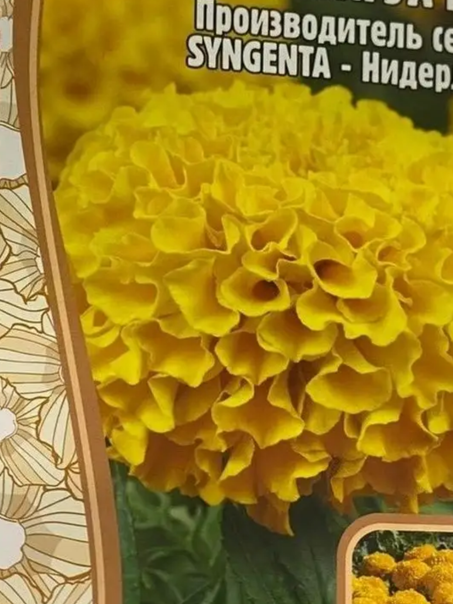 Бархатцы прямостоячие Антигуа Голд F1