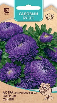 Астра хризантемовидная Царица Синяя