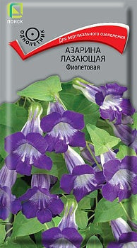 Азарина лазающая фиолетовая