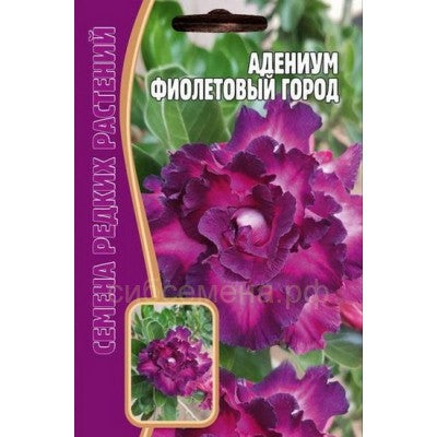 Адениум Фиолетовый город