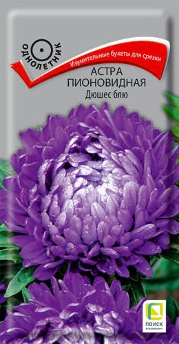 Астра пионовидная Дюшес блю