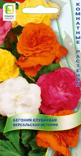 Бегония клубневая Версальская история