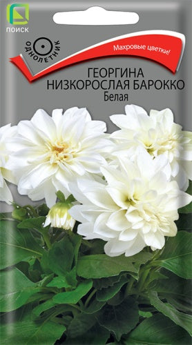 Георгина низкорослая Барокко Белая