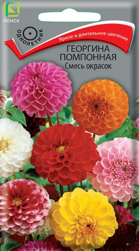 Георгина помпонная Смесь окрасок