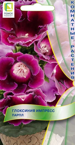 Глоксиния Импресс Парпл