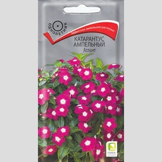 Катарантус Атлант ампельный