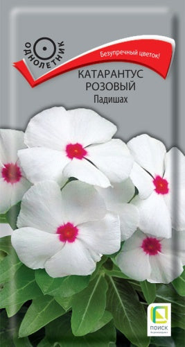 Катарантус розовый Падишах