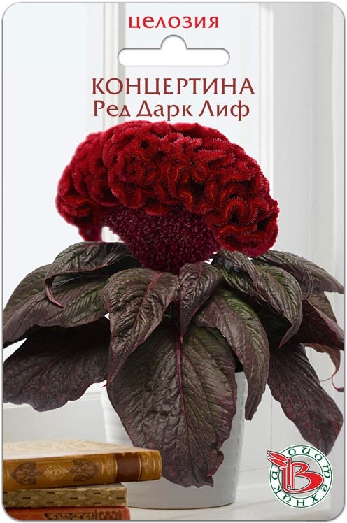 Целозия Концертина Ред Дарк Лиф
