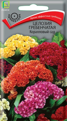 Целозия гребенчатая Коралловый сад