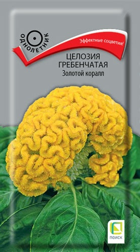 Целозия гребенчатая Золотой коралл