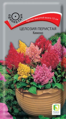 Целозия перистая Кимоно