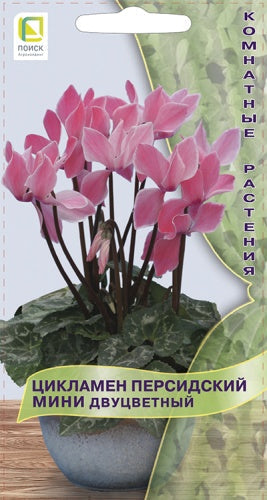 Цикламен персидский мини Двуцветный