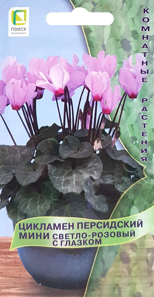 Цикламен персидский мини светло-розовый с глазком