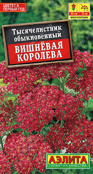 Тысячелистник Вишневая королева