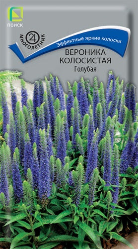 Вероника колосистая Голубая
