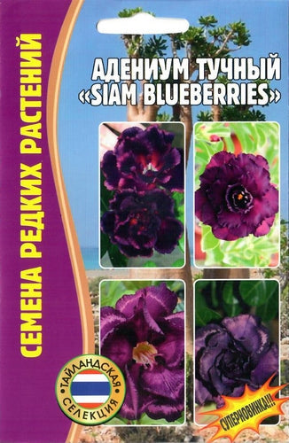 Адениум тучный siam blueberries