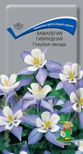 Аквилегия гибридная голубая звезда