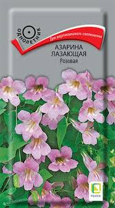 Азарина лазающая розовая