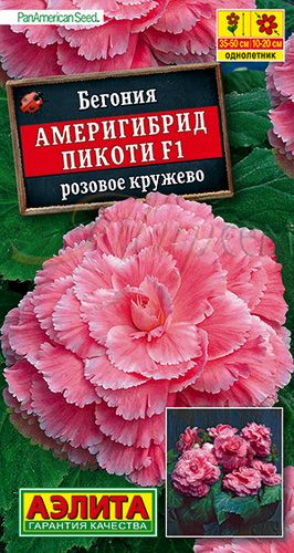 Бегония америгибрид пикоти F1 розовое кружево