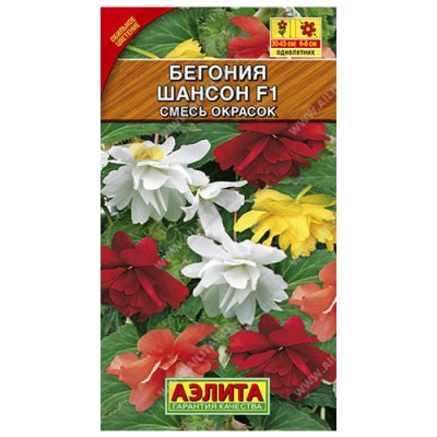 Бегония шансон F1 смесь сортов