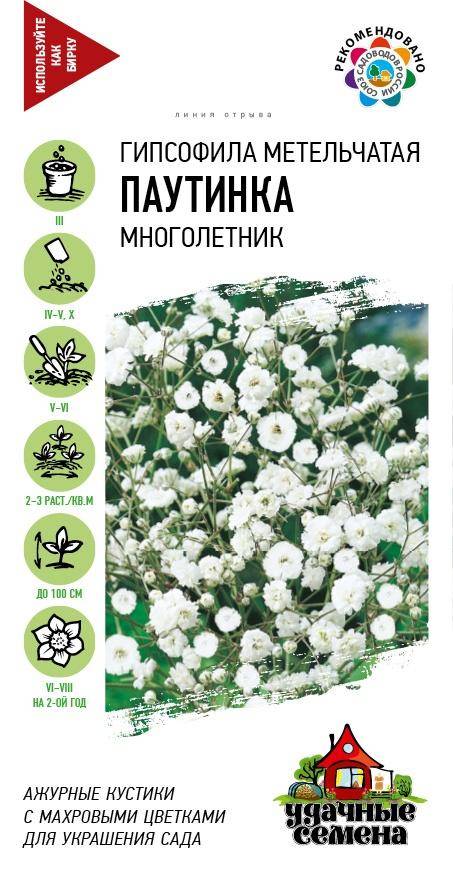 Гипсофила метельчатая паутинка многолетник