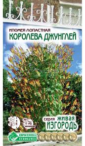 Ипомея лопастная королева джунглей