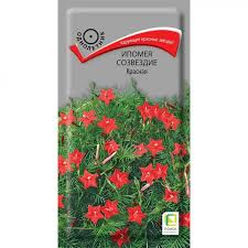 Ипомея созвездие красная